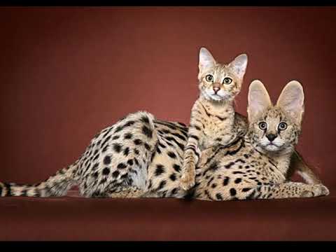 Ashera Cat Revealed: Unpacking Its True Savannah Identity